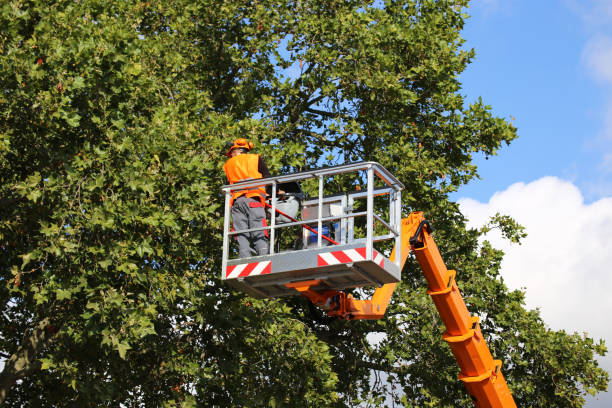 Best Tree Stump Removal  in Wimauma, FL